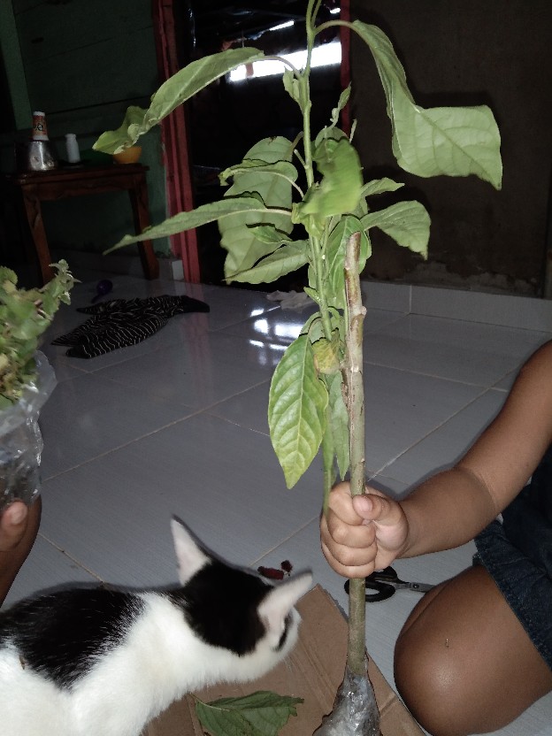 Tanaman Gantung Acalypa Ulat Merah