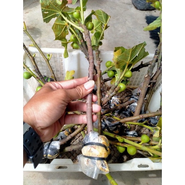 BIBIT BUAH TIN LANGKA RED LEBANESE Cangkokan