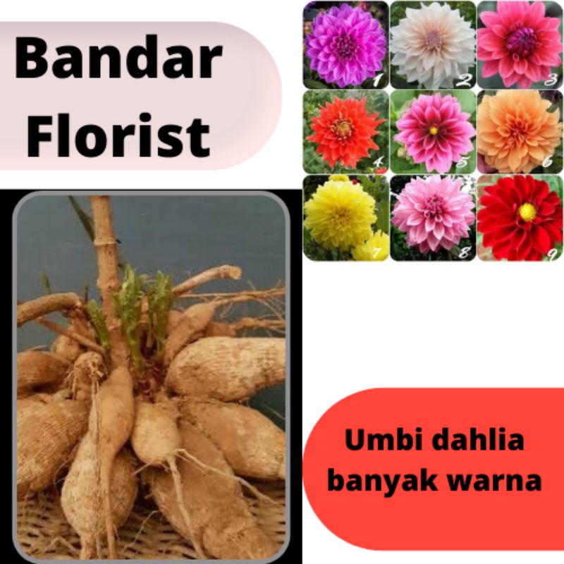 Umbi Bunga  dahlia  - umbi tanaman dahlia - warna random
