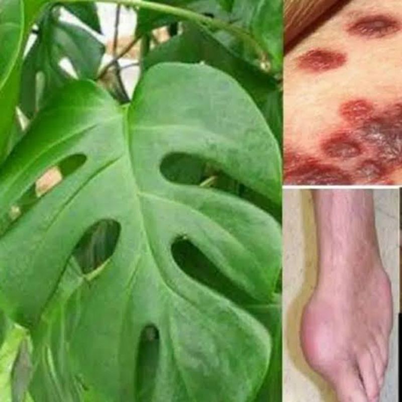 Daun Ekor Naga Fres 1Kg