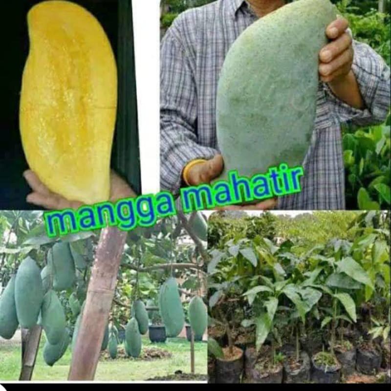 bibit mangga mahatir super