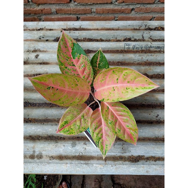 AGLONEMA BIGROY MUTASI