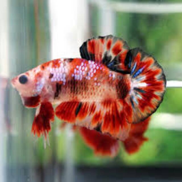  Cupang  koi  fancy  male female Shopee Indonesia