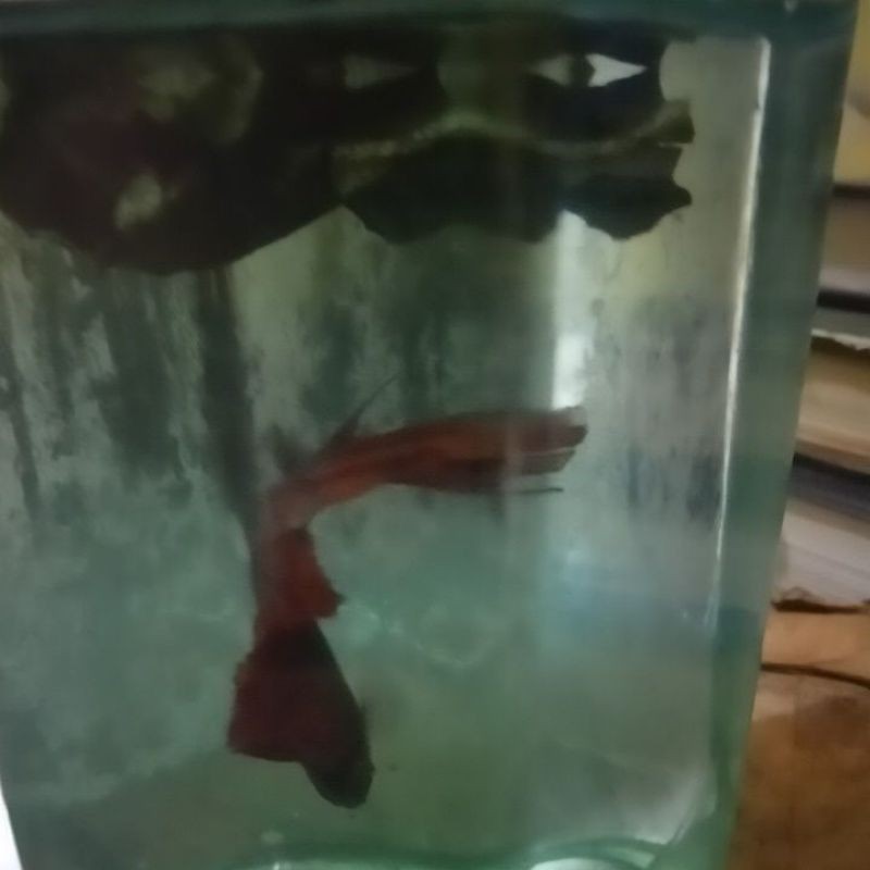 

cupang/betta