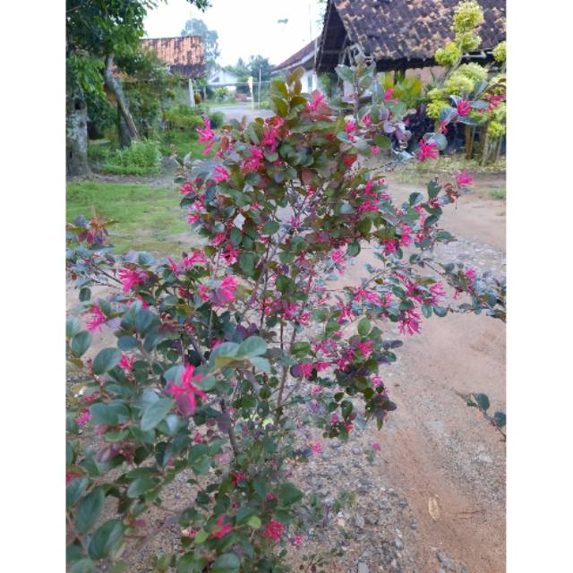 Bahan Bonsai Serut Merah Jumbo (Loropetalum)