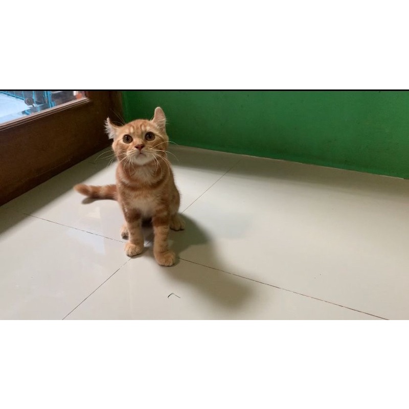 Kucing kinkalow Ns