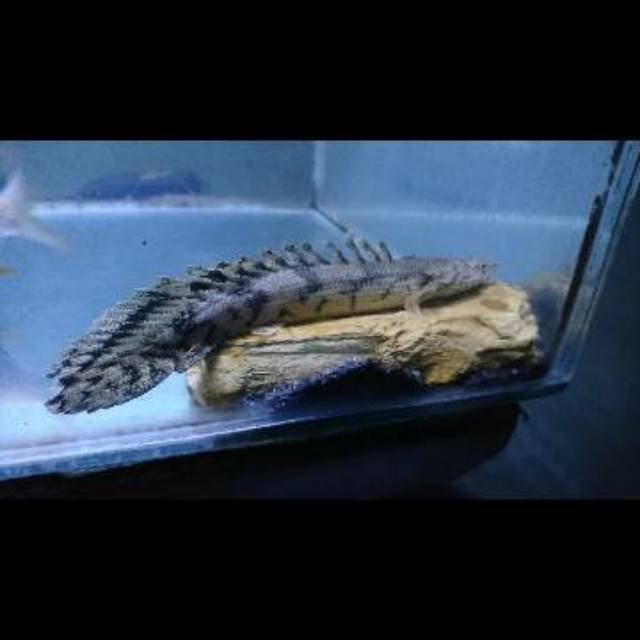 Ikan Palmas Endlicheri 20cm / Ikan Predator Hias