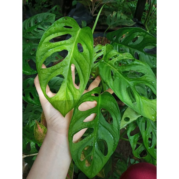 JANDA BOLONG JUMBO RIMBUN DAUN 10+ / JANDA BOLONG SIAP PAJANG / JANDA BOLONG INDUKAN DAUN 7+ / TANAMAN HIAS MONSTERA JANDA BOLONG / MONSTERA JANDA BOLONG INDUKAN / JANDA BOLONG MURAH / TANAMAN HIAS MURAH / JANDA BOLONG VARIGATA