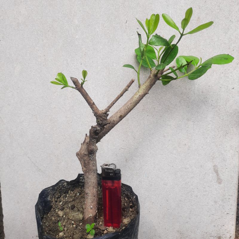 Bahan bonsai mame Jamblang / duwet ( Syzygium cumini ) miring