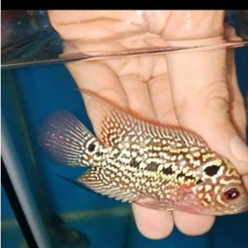 Ikan Louhan Kamfa F2 Progress Full Mutiara Marking (COD)