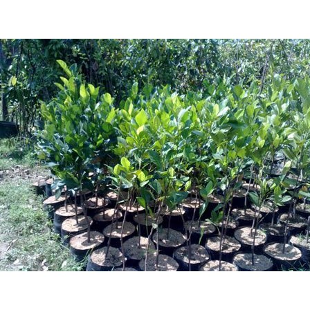 Bibit Tanaman Nangka Mini Orange Manis Hasil Okulasi Cepat Berbuah Nangka Madu
