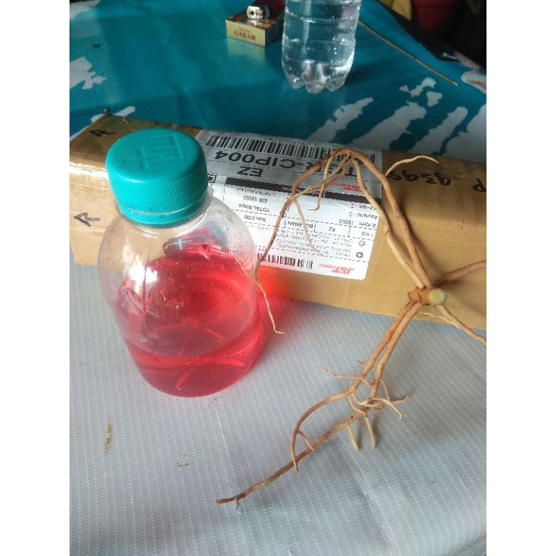 VITAMIN PERANGSANG AKAR KHUSUS AGLONEMA