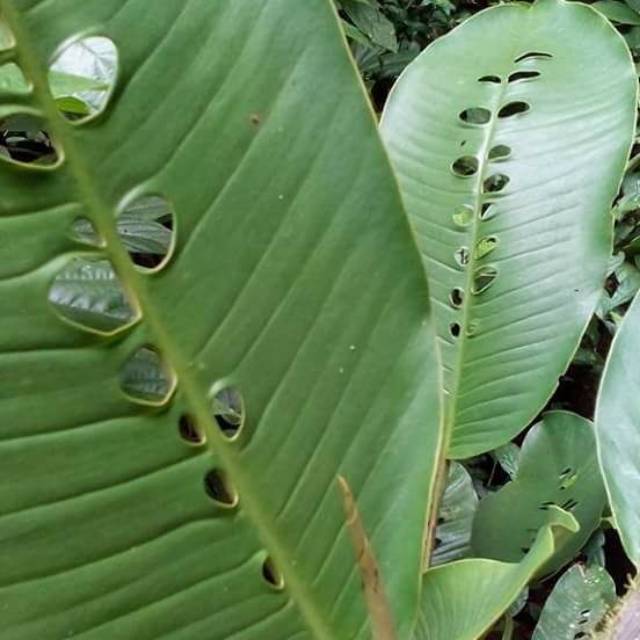 raphidophora foraminifera