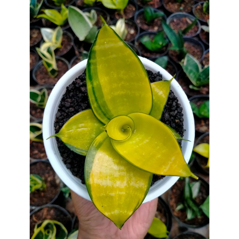 Sansevieria Hahnii Philipine Gold Mutasi