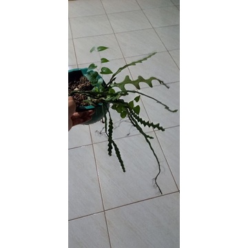 Tanaman hias Wijaya Kusuma Keris - Wijaya Kusuma keris