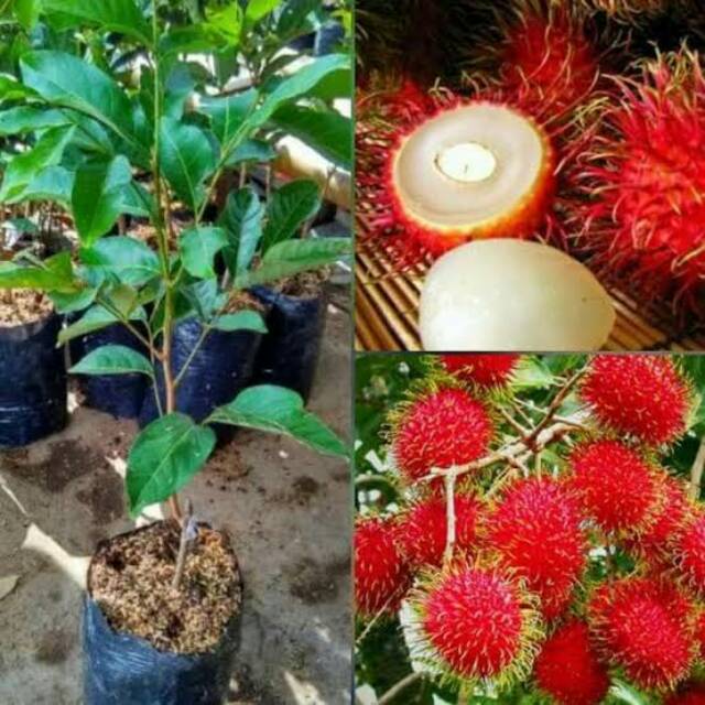 

rambutan binjai