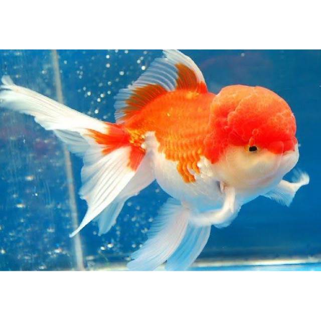  Ikan  mas koki  oranda jumbo  Shopee Indonesia