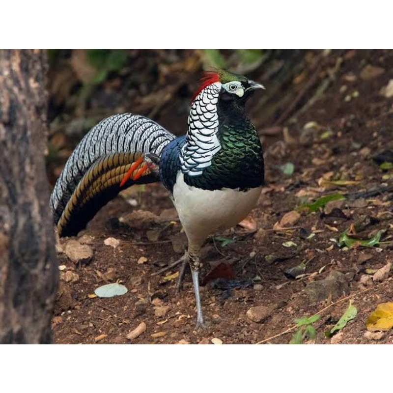 TELUR AYAM HIAS RINGNECK LADY AMHERST PHEASANT UNTUK DITETASKAN