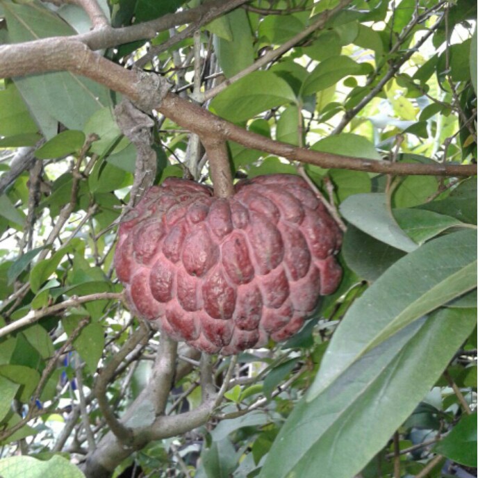 Bibit Srikaya Merah Jumbo Cepat Berbuah - Bibit Buah