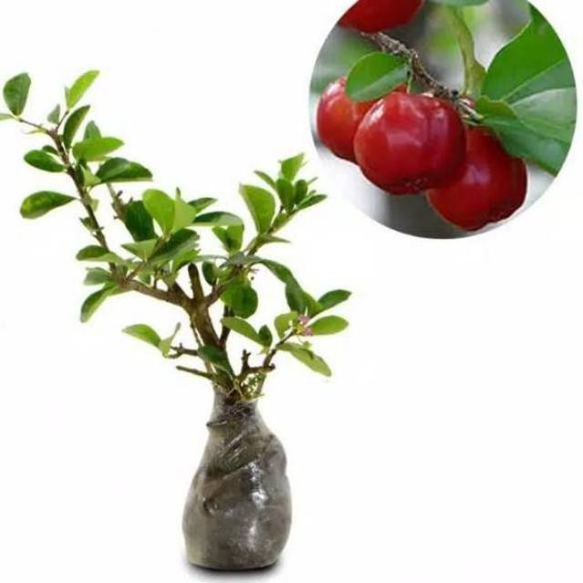 Bahan Bonsai Sianci // Bibit Cherry Barbados