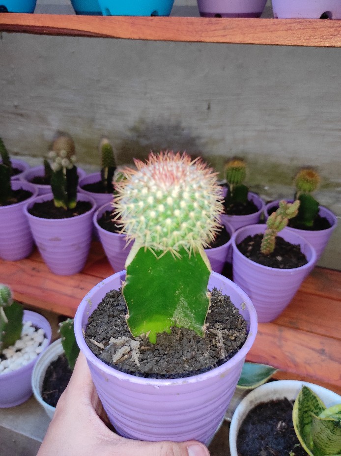 Kaktus Opuntia Vulgaris Variegata