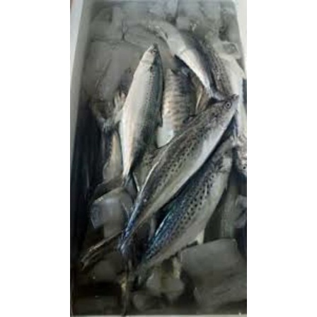 Ikan Tengiri Cewe / Ikan Tengiri Gepeng Segar 1kg