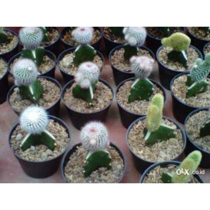 Jual souvenir Kaktus mini,  Sukulen mini Sansevieria