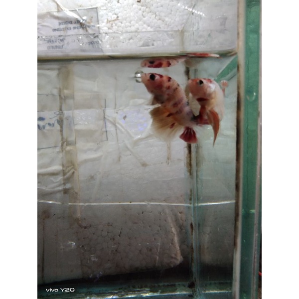 ikan hias nemo coper 2 pasang