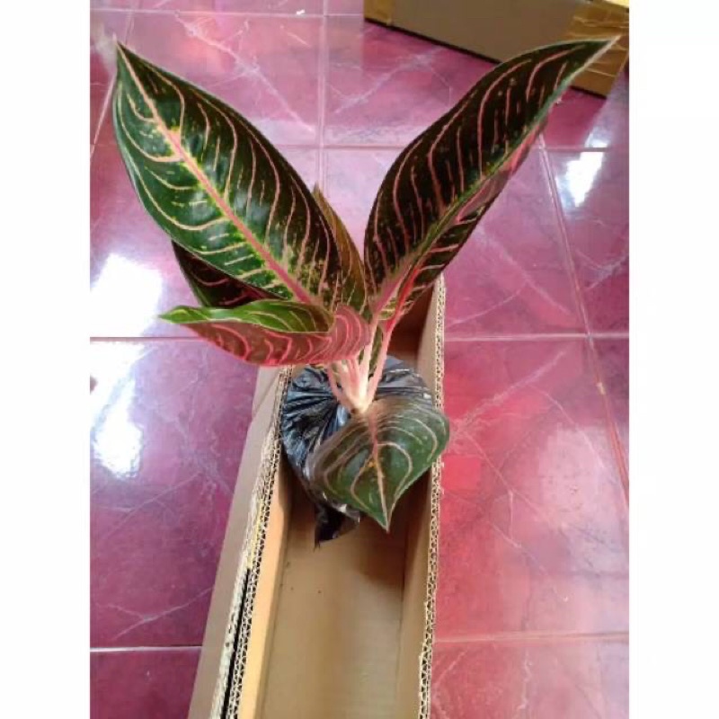 bibit anakan aglonema redsum 1/2 daun