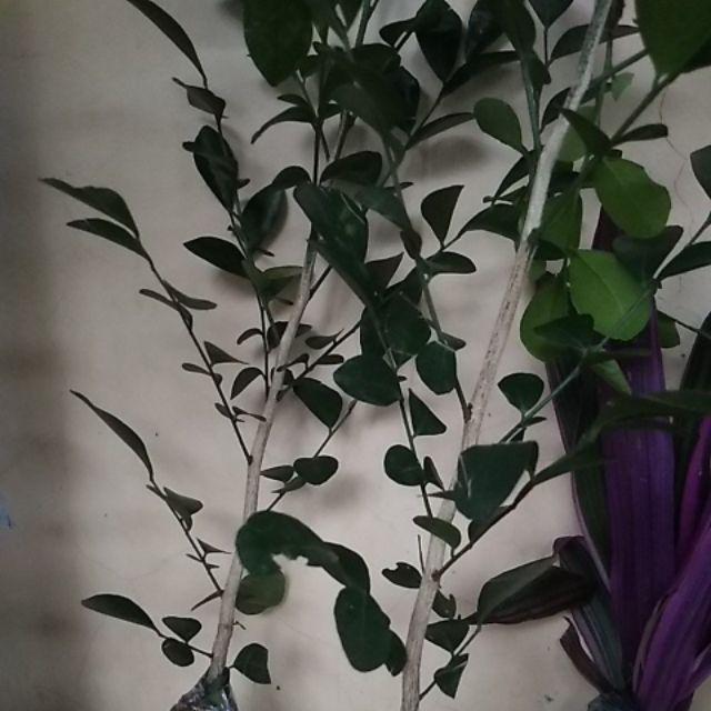 Tanaman Hias Bunga Kemuning - Pohon Kemuning