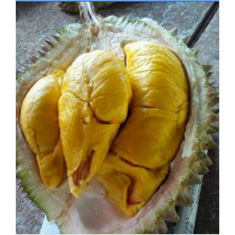 DURIAN BAWOR KAKI 3 TINGGI 1.5 METER 3 TAHUN BERBUAH