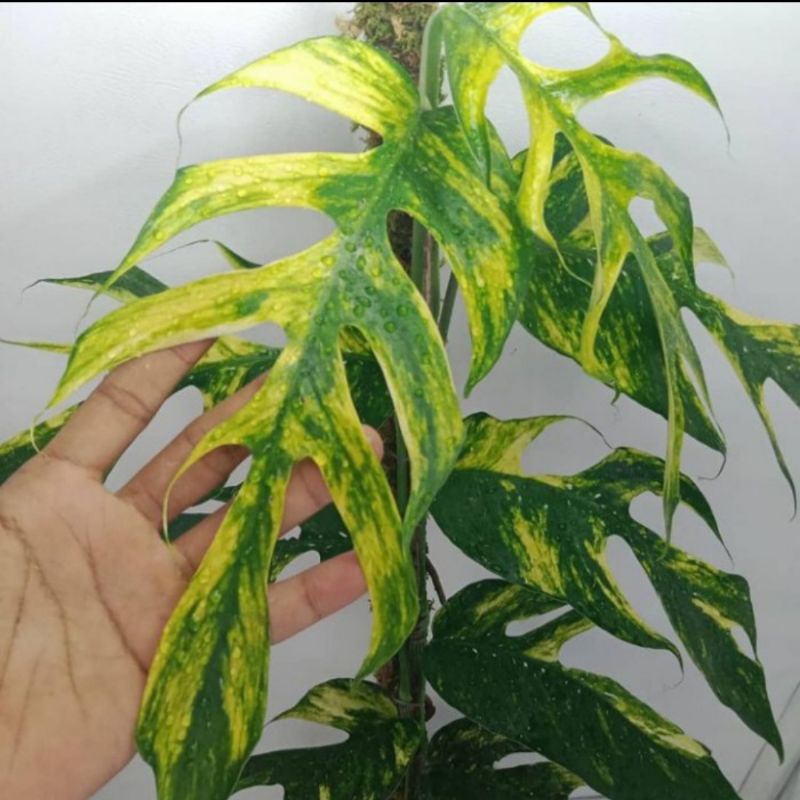 Tanaman Hias Monstera Epipremnum kujang kuning - Epipremnum Kujang