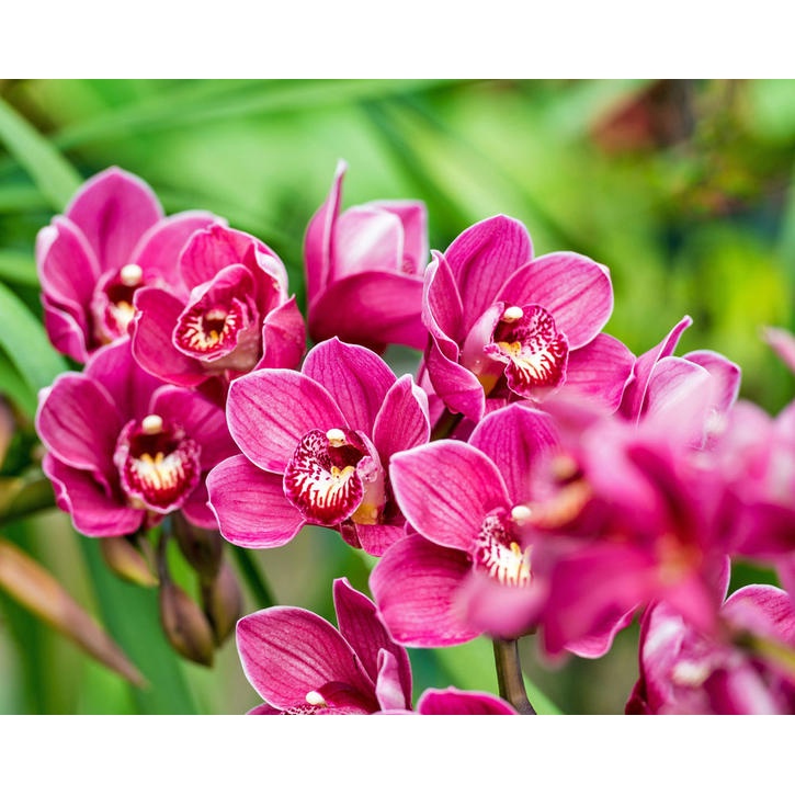 Anggrek cymbidium Magenta pink-Tanaman hias hidup-Bunga hidup-Bunga hias-Bunga Anggrek-Anggrek hias-Anggrek hidup-kembang anggrek / Anggrek murah