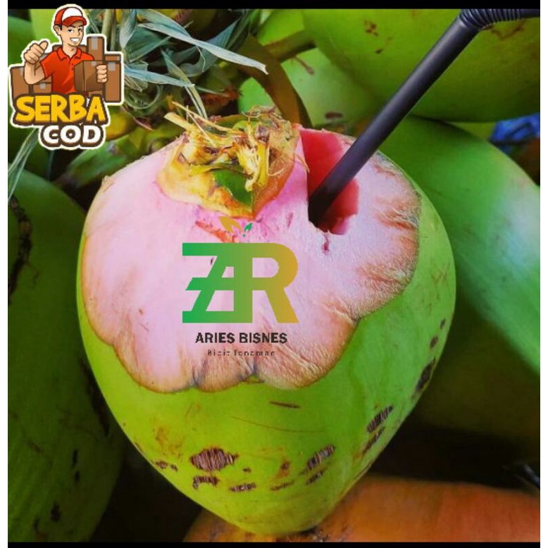 bibit kelapa wulung/kelapa hijau/kelapa hibrida khualitas super (Bisa bayar di tempat)