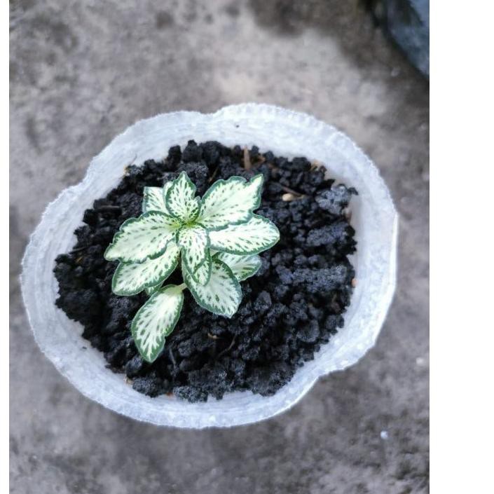 Promo tanaman hias fitonia fittonia pitonia import harga per batang .,,.,.,
