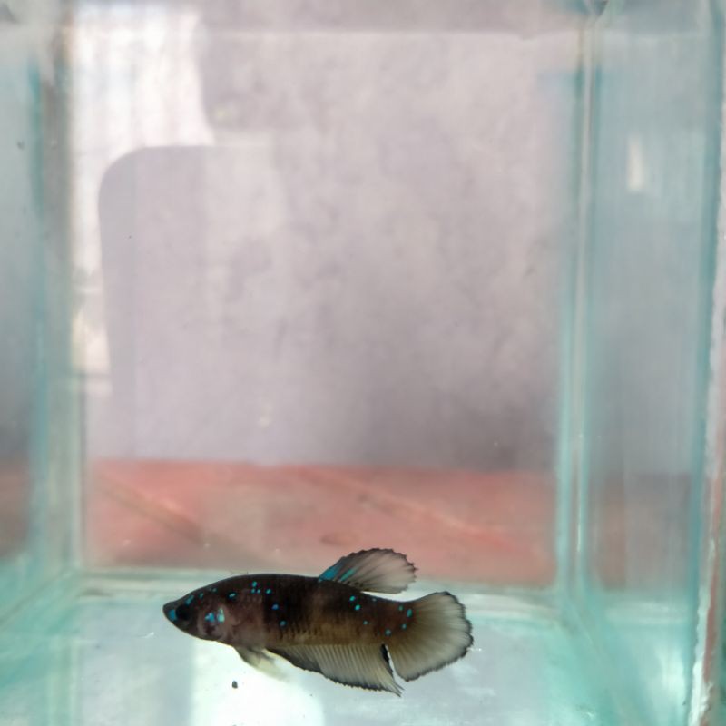 cupang anakan avatar giant