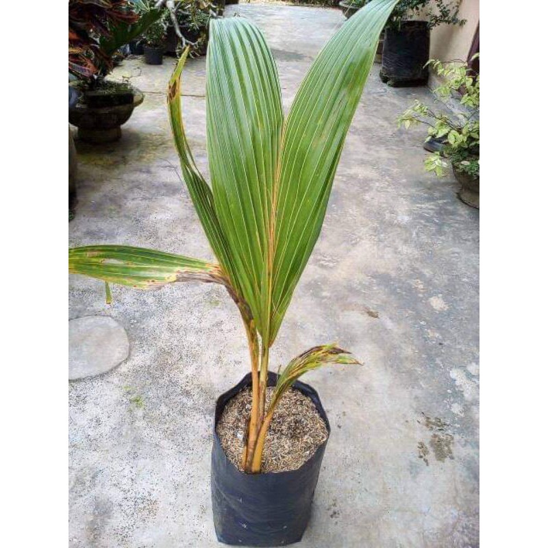 Bibit Kelapa Gading Orange