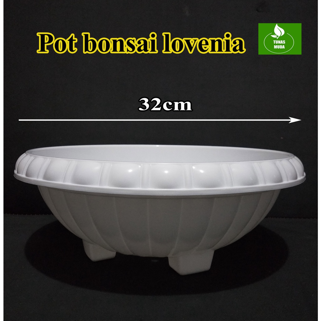 POT BONSAI BESAR PUTIH LOVENIA 32CM /POT BUNGA BONSAI CEPER LEBAR /POT BONSAI MURAH