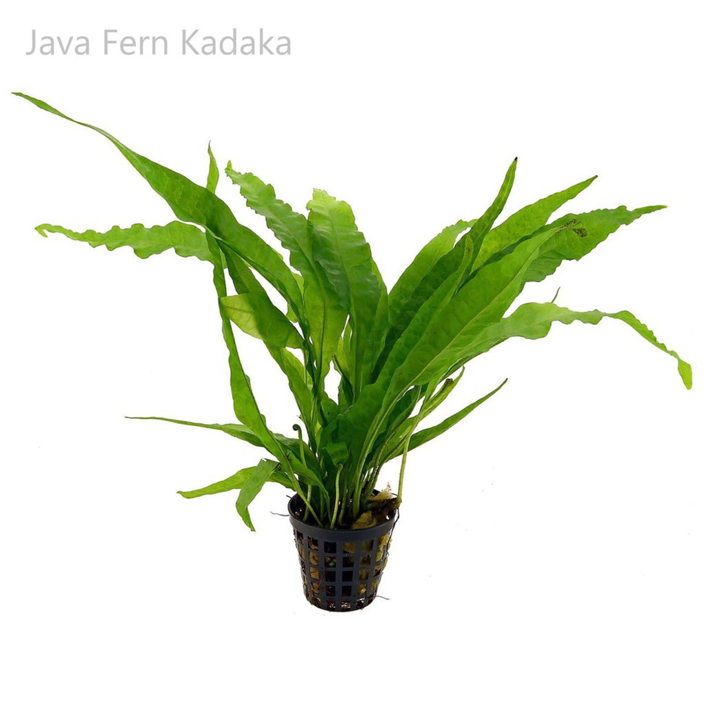 KADAKA MINI (JUAL PER POT) // tanaman air solo // aquascape // ikan hias // grosir tanaman aquascape