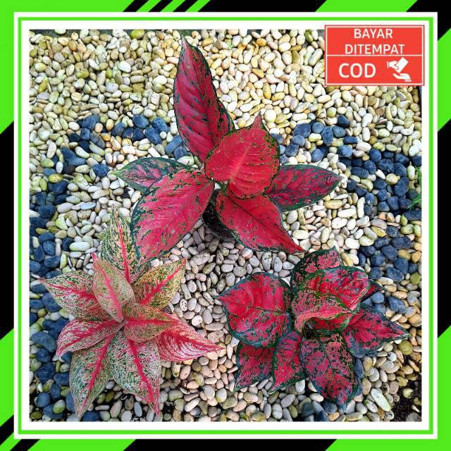 [✅COD] PAKET AGLONEMA - 3 POHON / BUNGA AGLONEMA / TANAMAN HIAS AGLONEMA PAKET TERMURAH