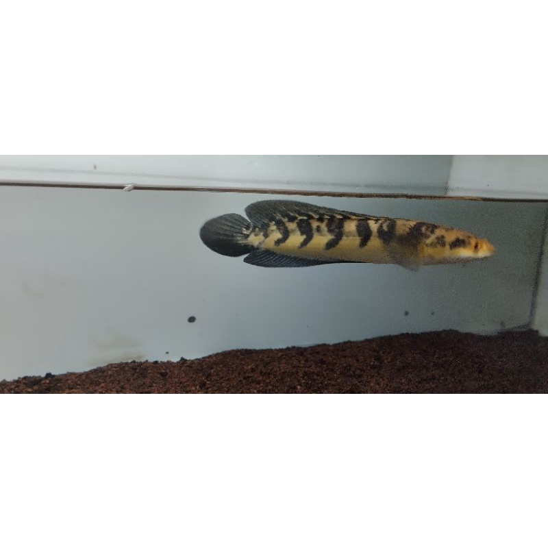 Maru yellow sentarum