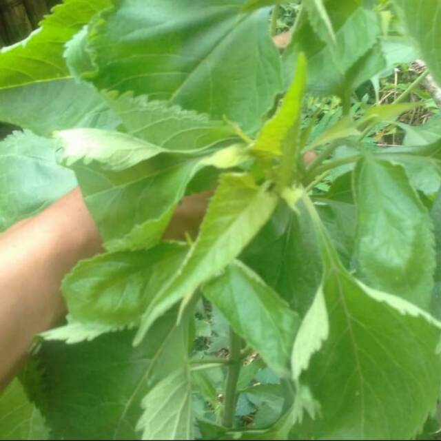 

Jual daun kirinyuh segar 500gram