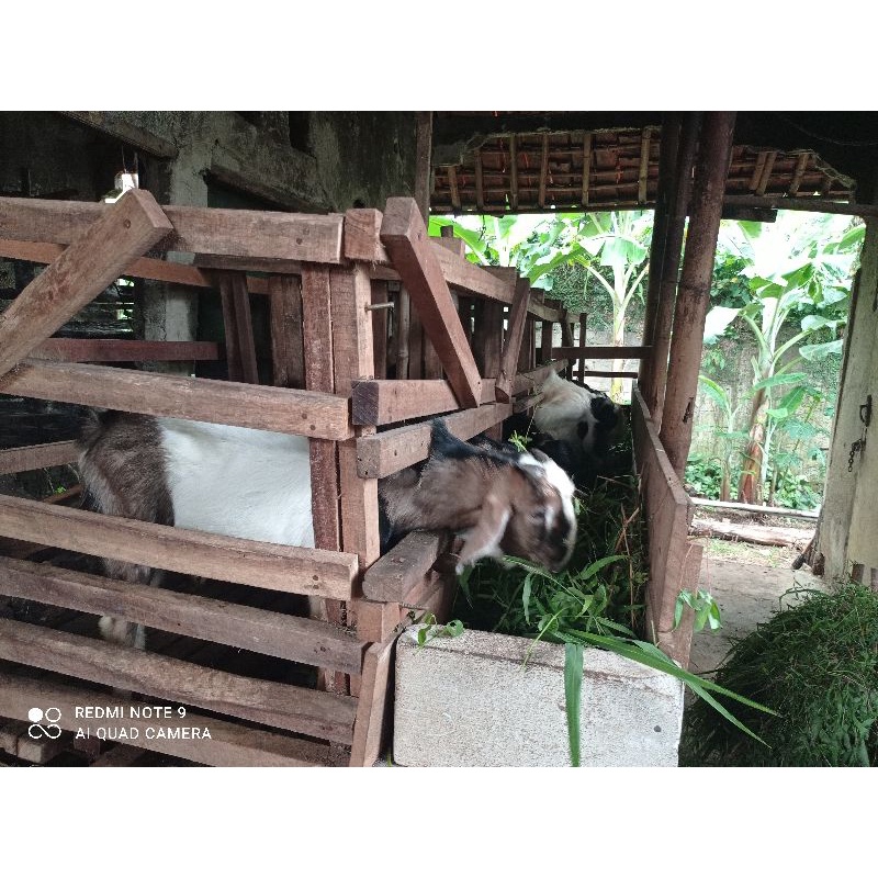 

Kambing Qurban