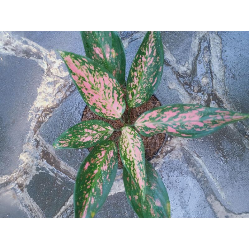 aglonema ruby garuda lokal Shopee Indonesia aglonema ruby garuda lokal Shopee Indonesia