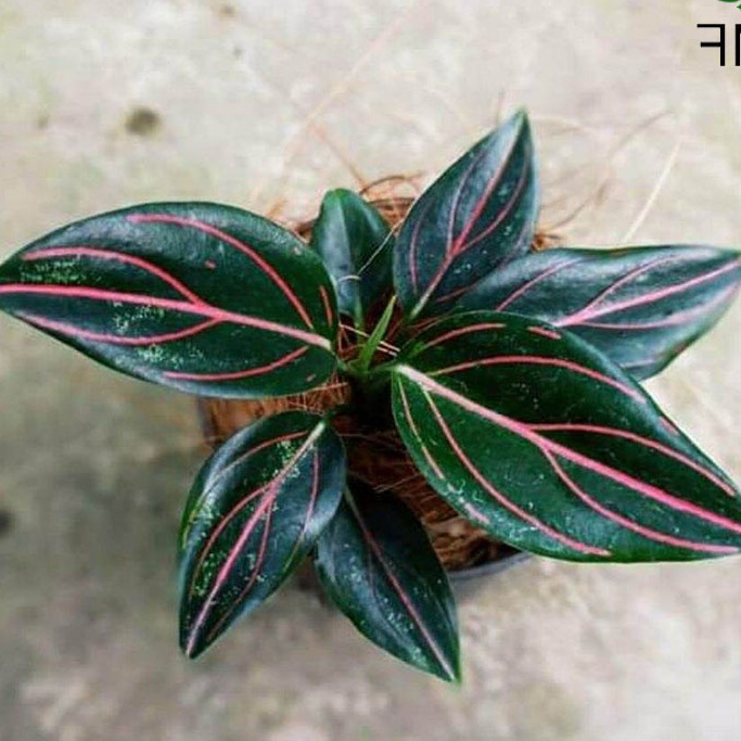 Tanaman hias aglonema aglonema rotundum strip merah aglonema rotundum asli strip merah