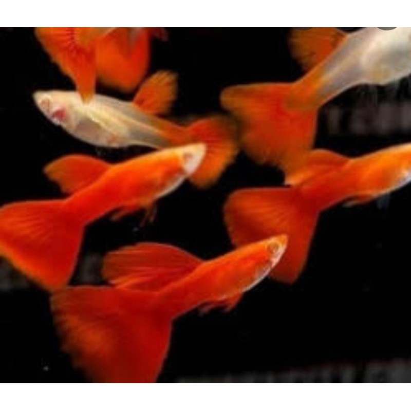 ikan guppy afr albino full red paketan 5 pasang