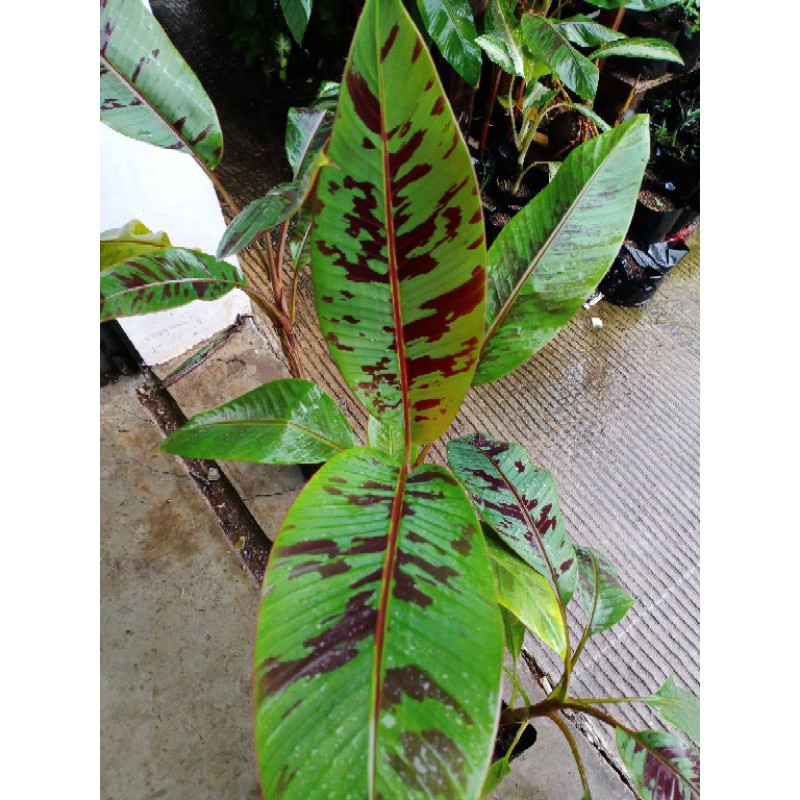 Pisang Hias Varigata Merah Red Blood | JKT