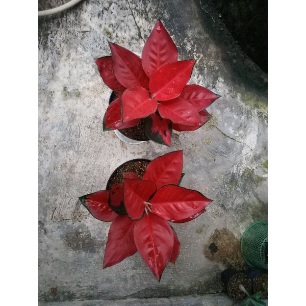 Aglonema suksom induk