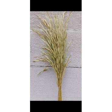 Bunga padi padian / bunga kering / dekorasi rustic / dried flowers