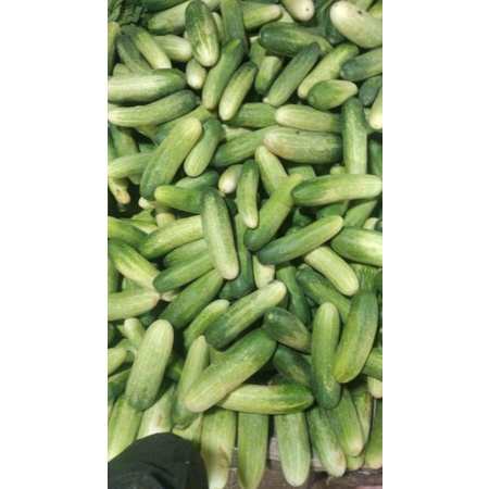 

timun super/250 bisa kirim
